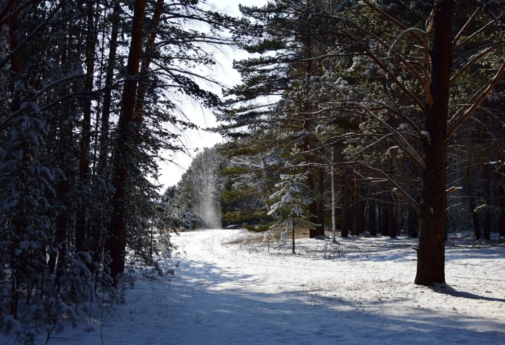 A serene winter forest scene with snow-covered trees and a sunlit path.