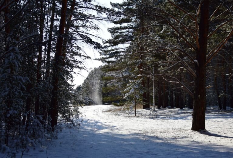 A serene winter forest scene with snow-covered trees and a sunlit path.