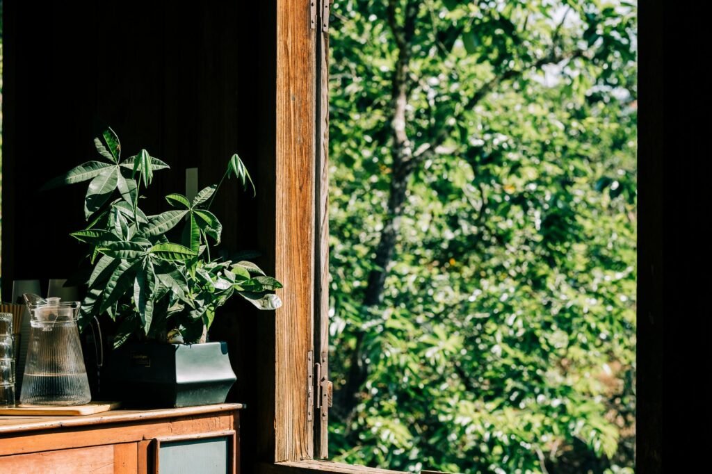A sunlit room with a Malabar Chestnut plant and open window offering a view of lush green trees.