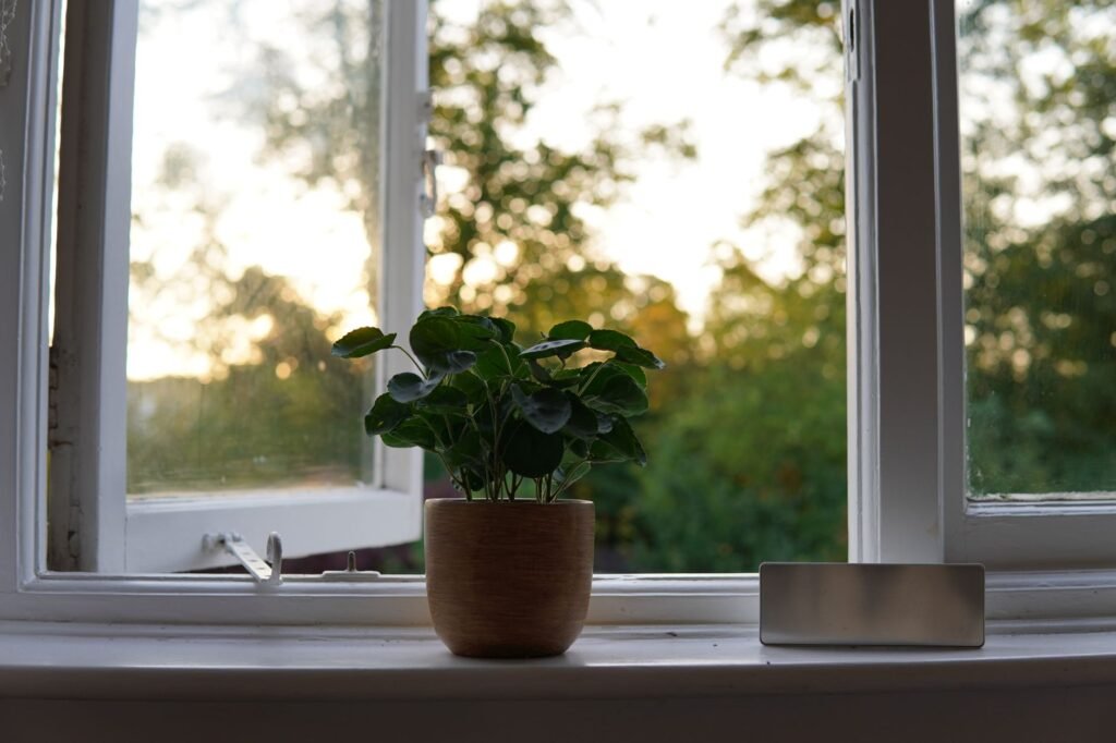 A lush green potted plant sits on a windowsill with a scenic outdoor view at sunrise.