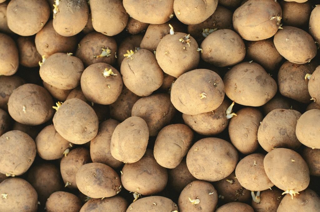 A close-up shot of fresh potatoes with visible sprouts, highlighting natural textures.