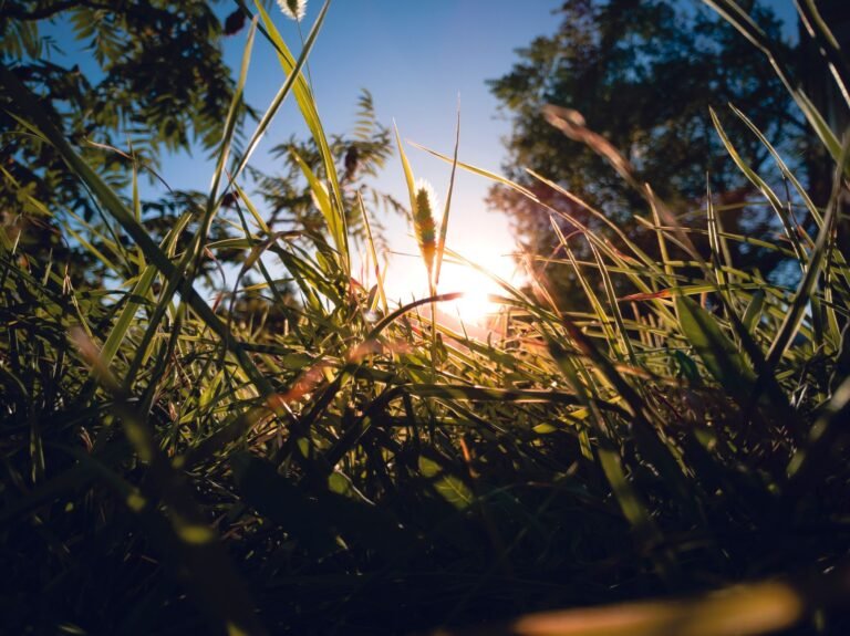 Experience a golden hour view of the sun setting through the lush grass, highlighting the beauty of Jezerane, Croatia.
