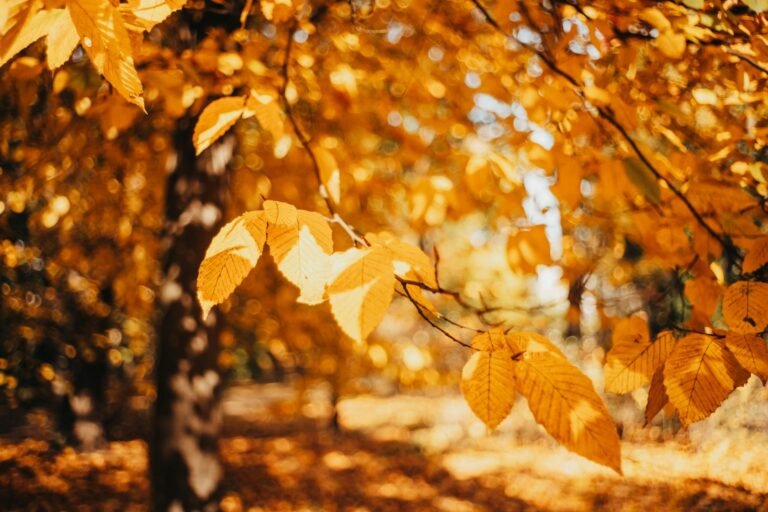 Close-up of vibrant autumn leaves glowing in sunlight, perfect for seasonal and nature themes.