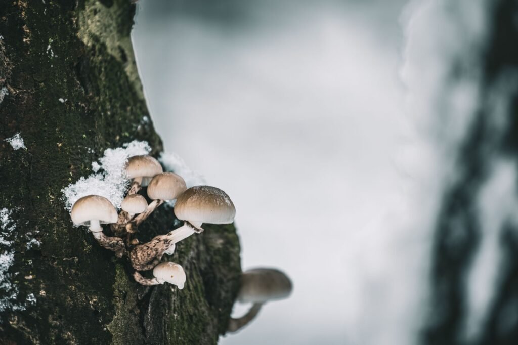 Macro shot of delicate mushrooms growing on a mossy tree, dusted with snow in a winter forest setting.