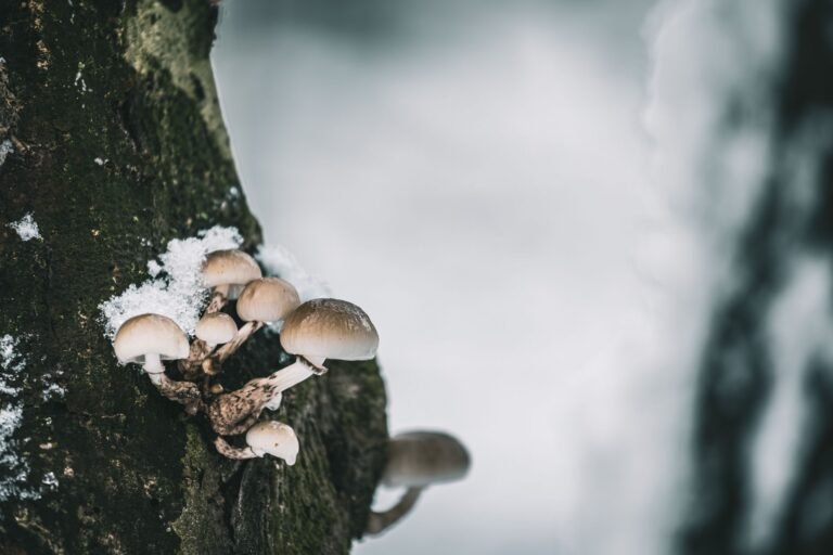 Macro shot of delicate mushrooms growing on a mossy tree, dusted with snow in a winter forest setting.