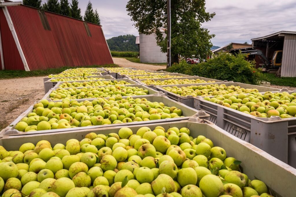 Abundant harvest of fresh green apples in bins at a rustic farm setting.