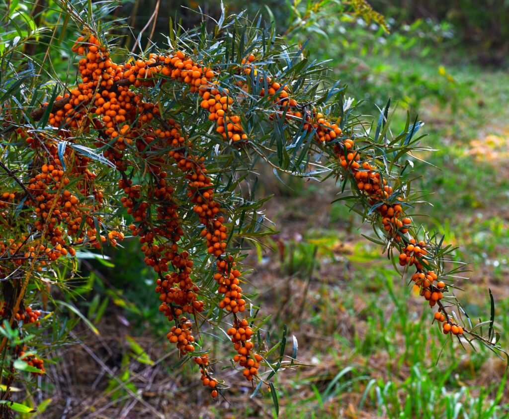 A lush branch of sea buckthorn with vibrant orange berries, captured in a natural outdoor setting.
