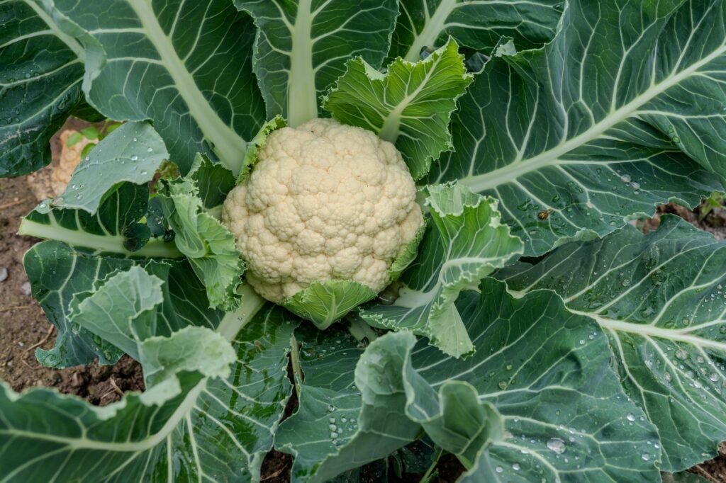 Detailed image of a fresh cauliflower plant growing in an outdoor garden.