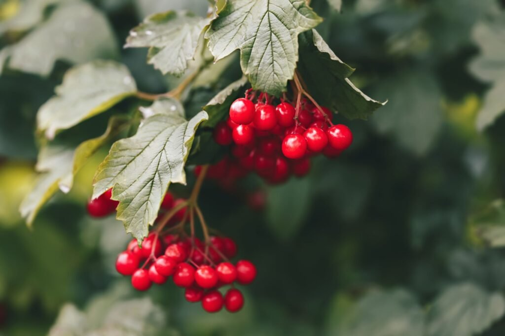 A detailed close-up of vibrant red viburnum berries and lush green leaves, showcasing natural beauty.