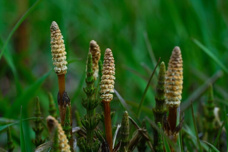 Close-up shot of field horsetail plants growing naturally in a lush green meadow.