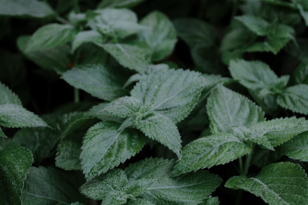 Detailed close-up of green lemon balm leaves, showcasing lush foliage in Paris, France.