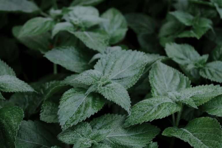 Detailed close-up of green lemon balm leaves, showcasing lush foliage in Paris, France.