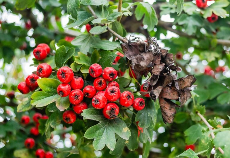 Vibrant red rowanberries with lush green leaves in a natural setting.