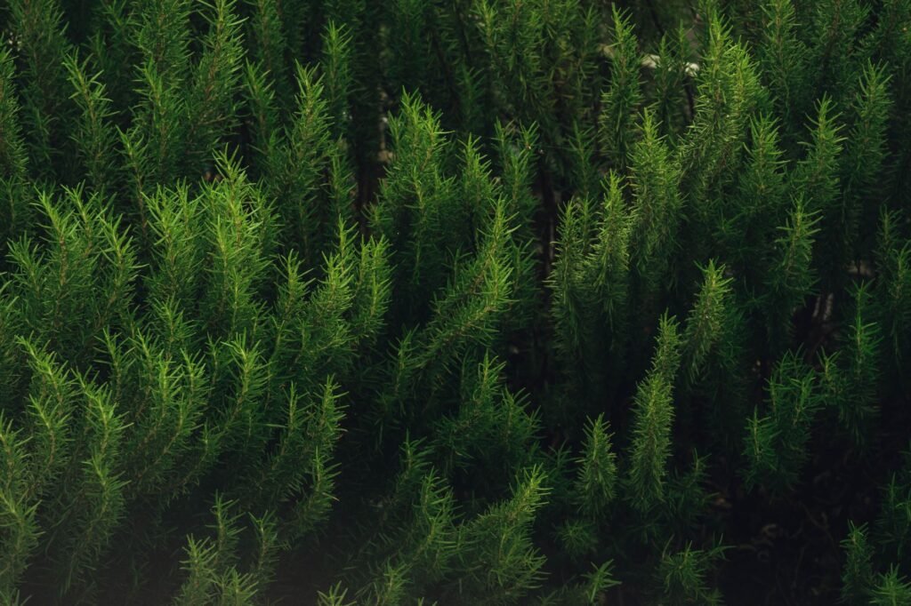 Dense growth of rosemary plants showcasing their vibrant green color and needle-like leaves.