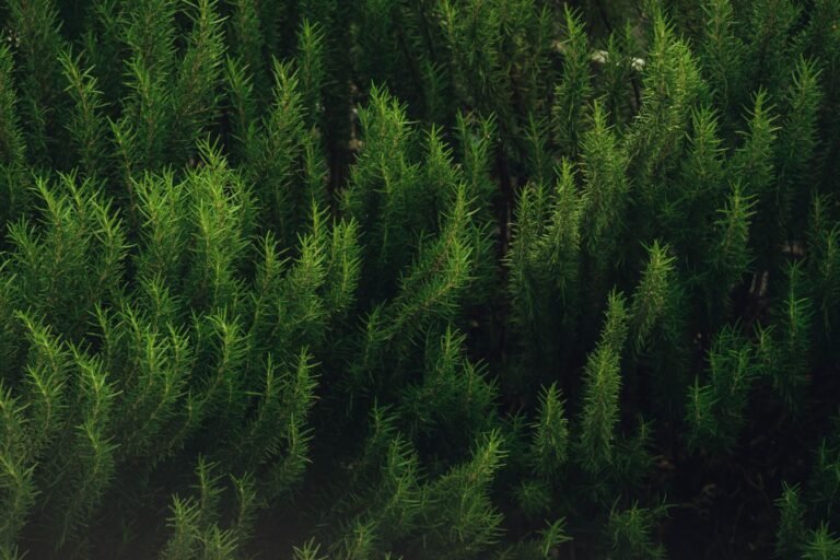 Dense growth of rosemary plants showcasing their vibrant green color and needle-like leaves.