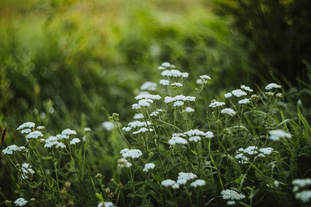 Captivating scene of white yarrow flowers (Achillea) blooming in a lush green meadow.