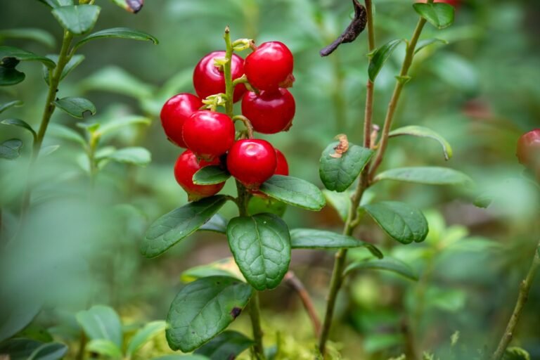 Close-up of fresh red lingonberries on a branch with lush green leaves, capturing nature's beauty.