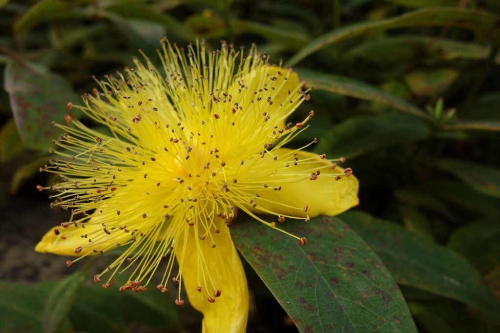 Vivid yellow Hypericum flower with stamens in garden setting.