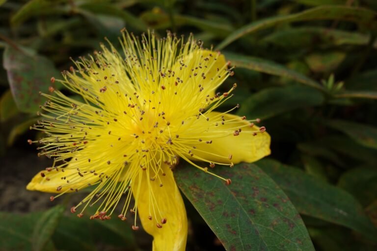 Vivid yellow Hypericum flower with stamens in garden setting.