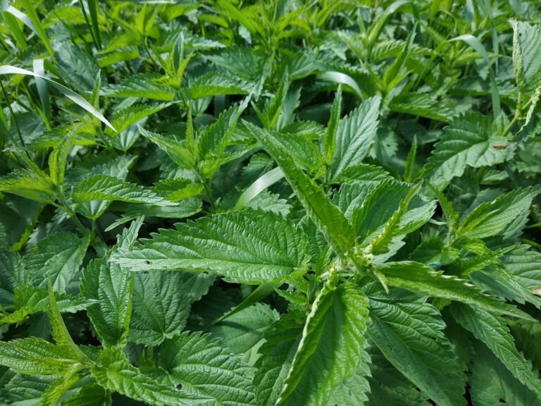Detailed shot of green stinging nettle leaves in natural habitat, highlighting texture and density.
