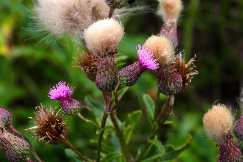 Close-up of vibrant purple thistle flowers with spiky leaves in a natural setting.