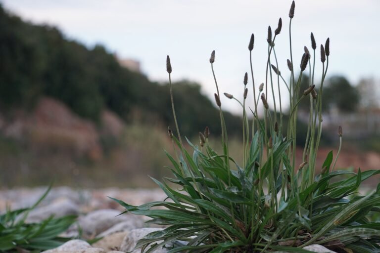 Detailed view of a wild plantain plant growing outdoors among rocks.