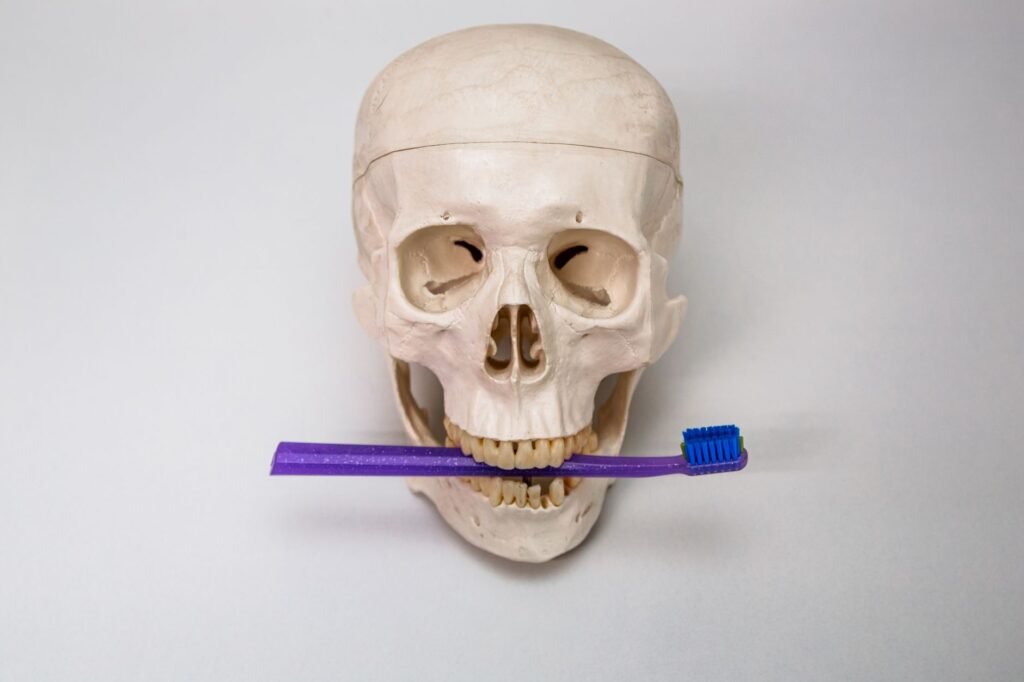 Anatomic model of human skull holding blue toothbrush between teeth on light background