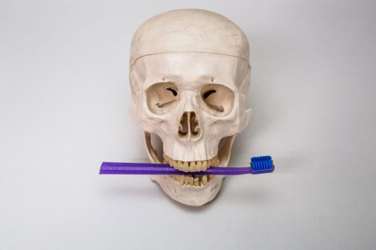 Anatomic model of human skull holding blue toothbrush between teeth on light background